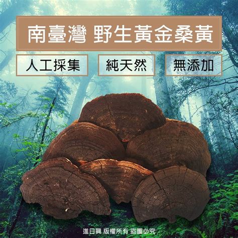 桑黃靈芝|【2024】桑黃靈芝功效是什麼？兩者的健康益處 & 食用方式一次。